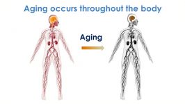 How Young Blood Might Help Reverse Aging. Yes Really