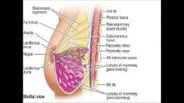 آناتومی پستانBreast