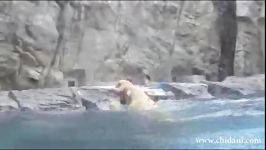 نجات بچه خرس غرق شدن توسط خرس مادر