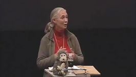 What separates us from chimpanzeesjane goodall