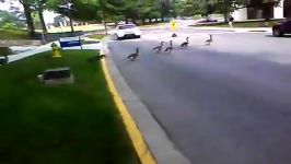 رژه اردکها در خیابان