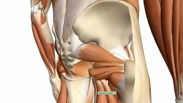 ویدئو آموزشی 1Muscles of the Thigh and Gluteal Region