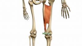 ویدئو آموزشی 2Muscles of the Thigh and Gluteal Region