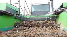 Tulip harvest washing sorting and peeling  Malieflow