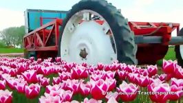 Tulpen koppen Topping Tulips  Vido Fleur