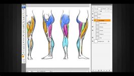 Digital Tutors  Drawing the Lower Body