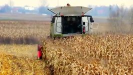 Claas Lexion 770 Terra Trac i Kukurydza na ziarno 2013