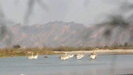 پلیکان خاکستری Dalmatian Pelican