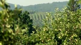 New York Apple Orchard