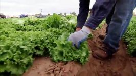 Yuma Arizona Lettuce Farm  Americas Heartland