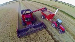 Harvesting Rice