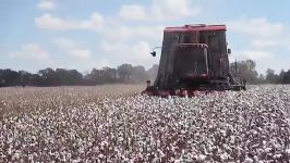 Cotton Harvest Begins Jackson County Florida