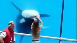 زیبا ترین تربیت شده ترین جالب ترین نهنگ دنیا
