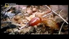 مستند امپراطوری حشرات  National Geographic Insect Wars