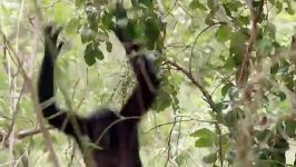 آزار اذیت شامپانزه جوان توسط دیگر شامپانزه ها 