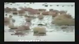 دریاچه اورمیه دیگر برای پرندگان مهاجر امن نیست