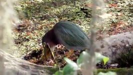 Green Heron Swallows Fish FYV