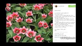 واکنش جواد رضویان به آرای زیاد مهران غفوریان در خندوانه