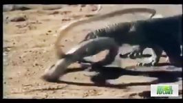 قدرت اژدهای کومودو مار کبریرسانه تصویری وی گذر