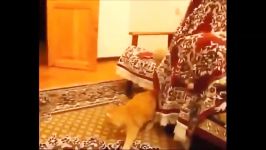 Funny Cats Compilation Most See Funny Cat Videos Ever