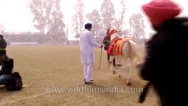 مسابقات رقص اسب در پنجاب