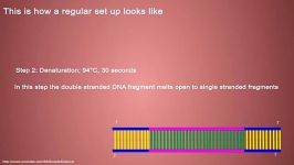 PCR  Polymerase Chain Reaction