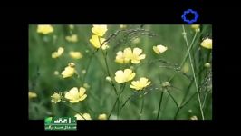 نماهنگ سمت باران صدای مجید اخشابی