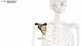 Scapula 3D Anatomy