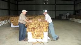 Georgia Tobacco Growers Bring