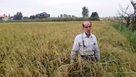 توضیح درباره برنج ارگانیک نحوه کاشت برنج ارگانیک