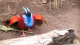 frontal courtship of a tragopan satyra