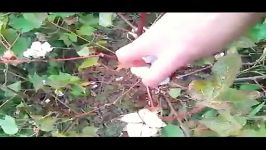 Cotton field