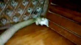 خوردن موش توسط مار کبرا