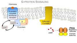 How Hormones Use G protein Signaling Pathways