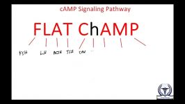 Cyclic AMP Pathway cAMP Pathway