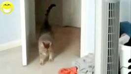 Funny Cats Compilation  Funny Videos 2014