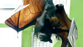 بزرگترین خفاش دنیا  خفاش غول آسا