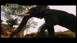 مستند مرگبارترین حیوانات دنیا  هند  National Geographic World Deadliest Animals India