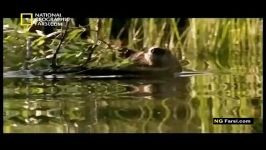 مستند سگ آبی سد ساز  National Geographic Dam Beavens