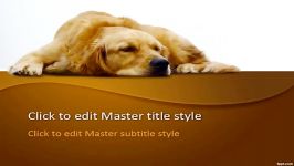 تم پاورپوینت رایگان Golden Retriever PowerPoint Templat