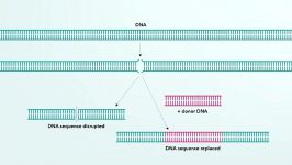 We Can Now Edit Our DNA. But Lets Do it Wisely