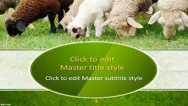 دانلود رایگان تم پاورپوینت Sheep Wool