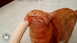 Kitty devours banana