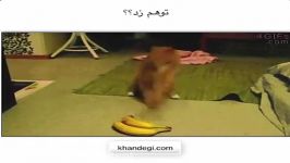 گربهه بدجور توهم زد