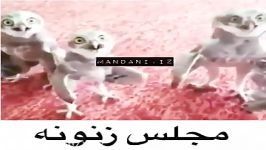 مجلس زنانه دراین حدهم نیس دیگه،نکنین این کاراخخ