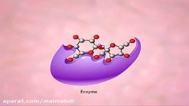 آنزیم ها هیدرولیز ساکارزانیمیشن 3 بعدی