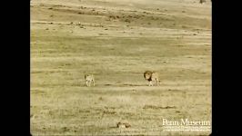 بررسی شیر شرق آفریقا رسانه تصویری وی گذر