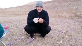 زراعة زعفران فی منطقة قائنات بکلام محمد جواد تقوی