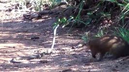 Mongoose vs Black Mamba