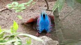 courtship of a Teminck Tragopan